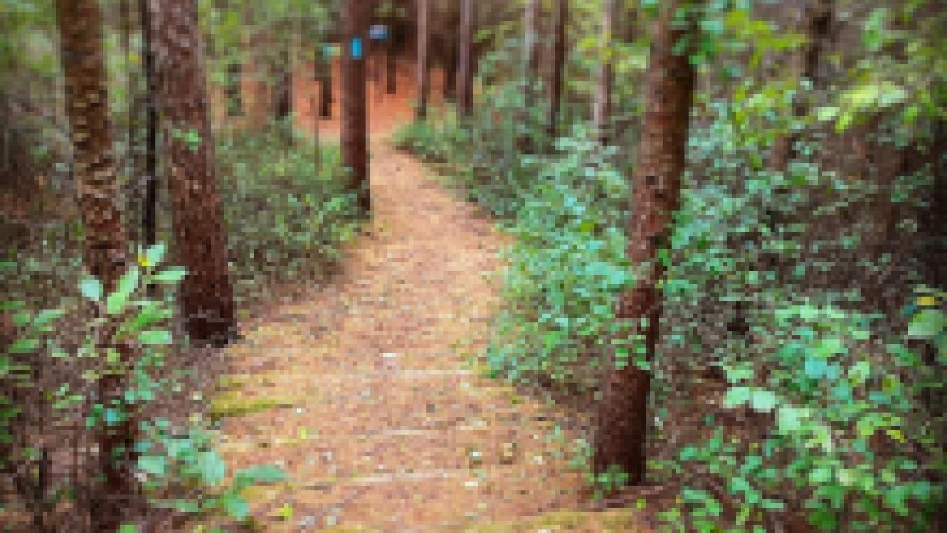 Crief Hills forested trail
