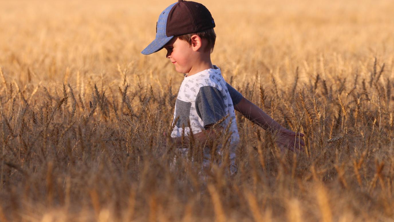 A young boy stands in a small grain field.