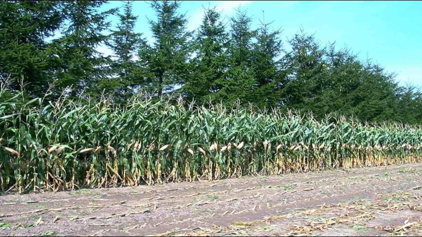 A row of very tall spruce trees towering over a row of planted corn