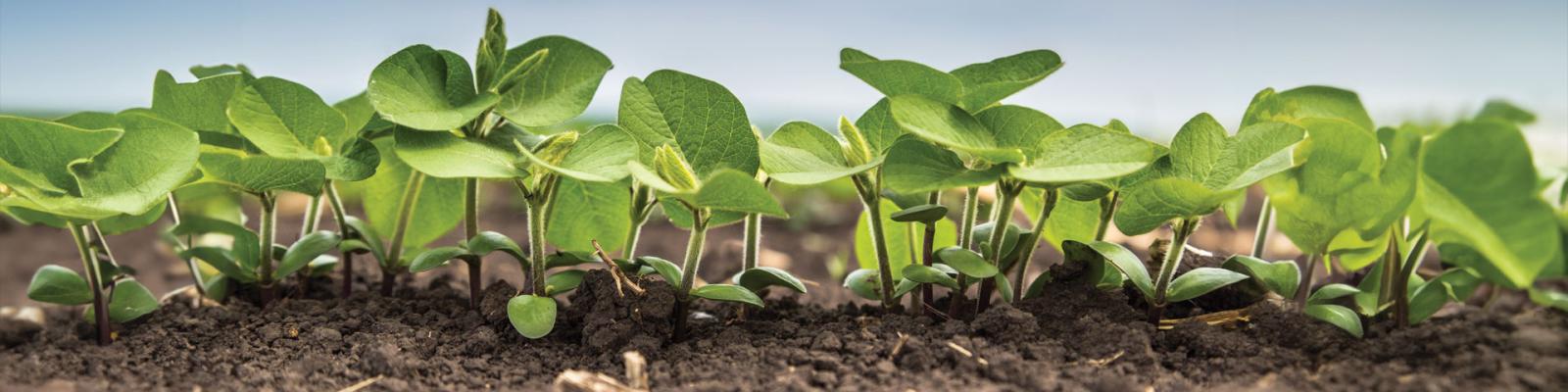Fresh green soy plants on the field in spring