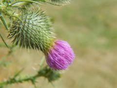 Bull Thistle close up