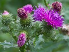 Canada thistle close up, green spiky plant with bright pink flowers