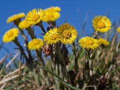 Small yellow flowers against a blue sky