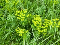 Whispy green grasslike cypress spurge