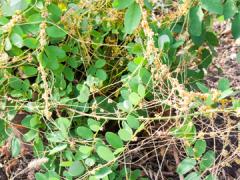 Dodder green plant
