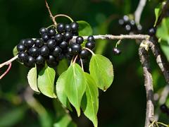 round black berries on a branch with a few green leaves