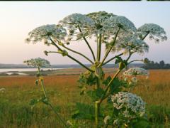 large green stem with white flowers branching outwards