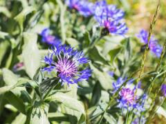 small purple flowers