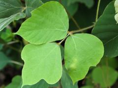 three green leaves on a stem