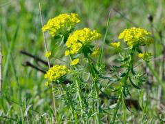 Leafy spurge