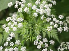 Poison hemlock small white flowers