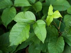 Poison Ivy three green leaves per stem