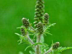 Ragweed plant