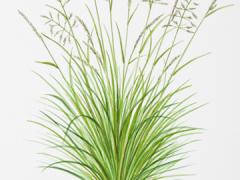 Serrated Tussock grass