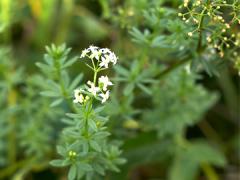 Smooth bedstraw weed