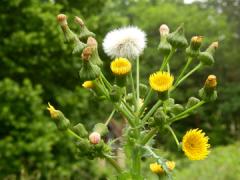 Sow thistle weed