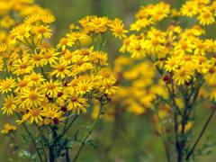 Tansy Ragwort weed of yellow and orange flowers