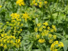Wild parsnip