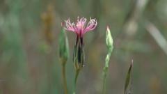 Common Crupina pink flower