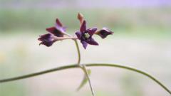 Vine with purple flower, each with five petals, growing from it.