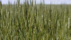 Tall blades of Jointed Goatgrass stand tall in a field with blue skies in the background.