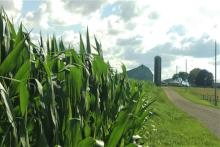 Corn field borders an open field