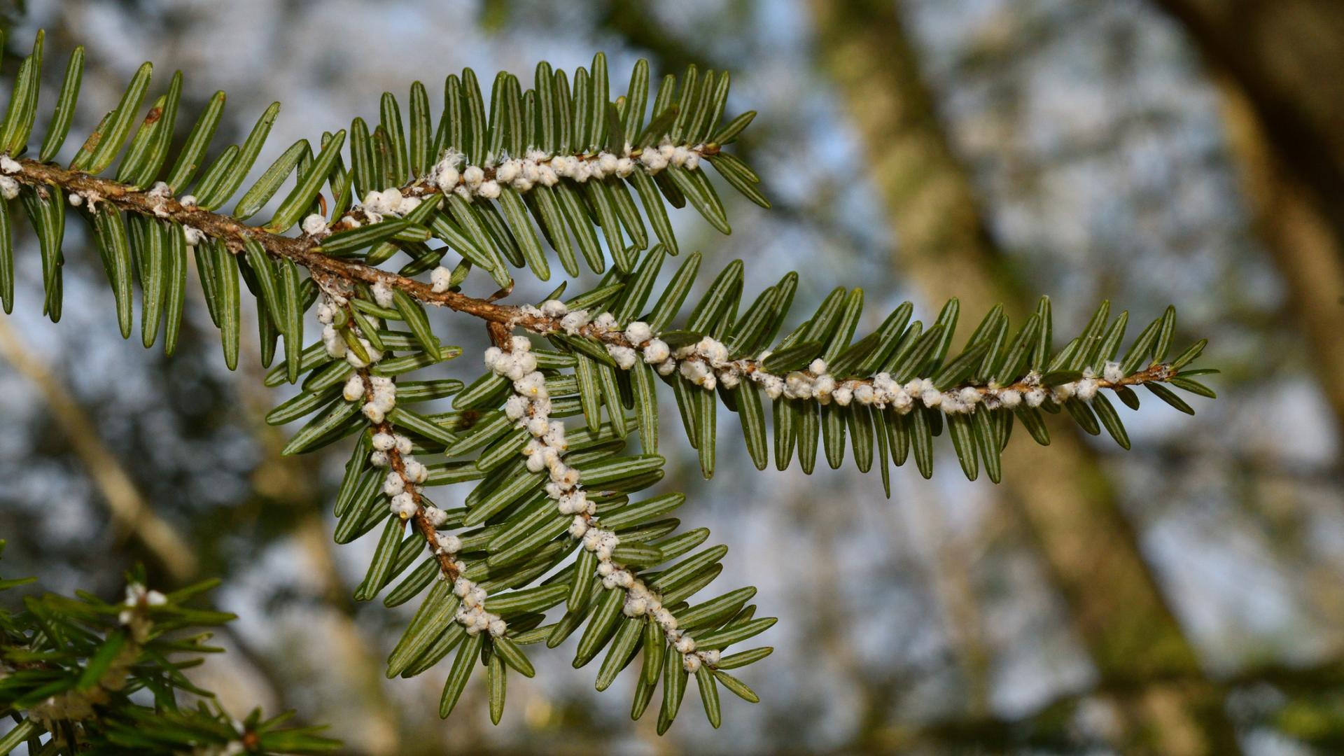 Tree Pests and Diseases | Wellington County