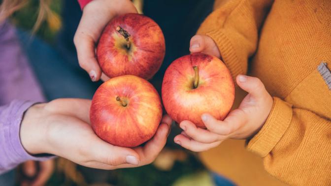 Close up of three little hands holding apples