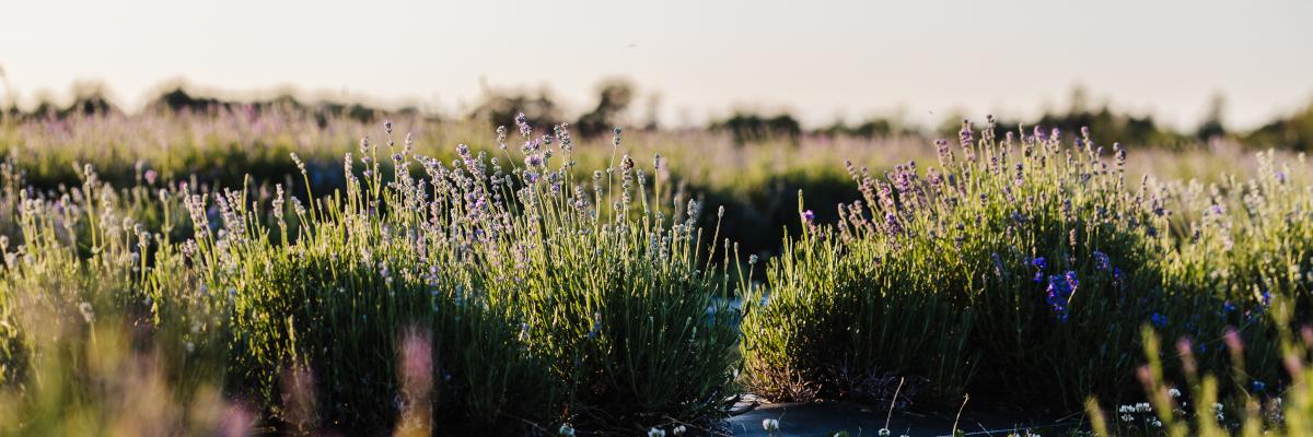 field of lavender