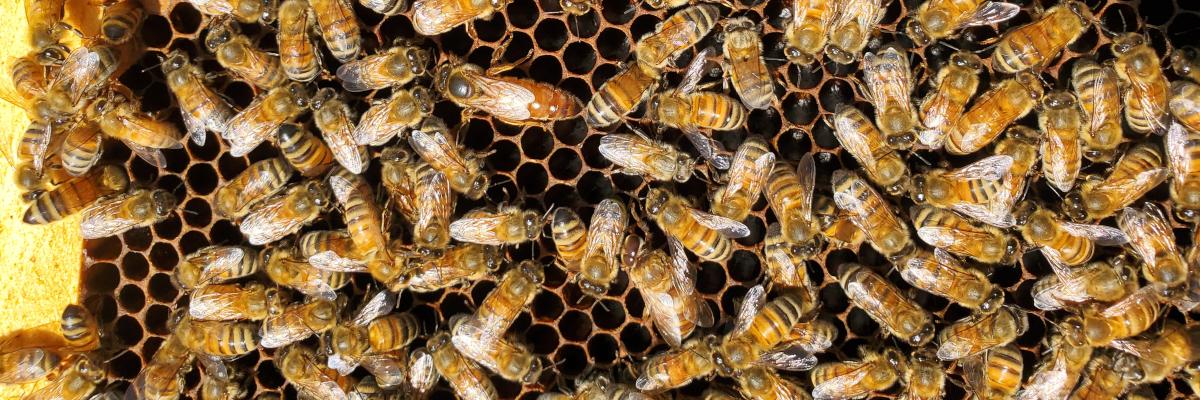 close up of bees in a hive