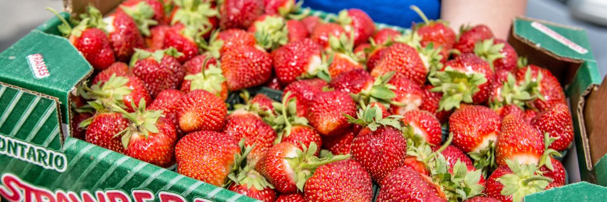 fresh red strawberries filling a green cardboard flat crate